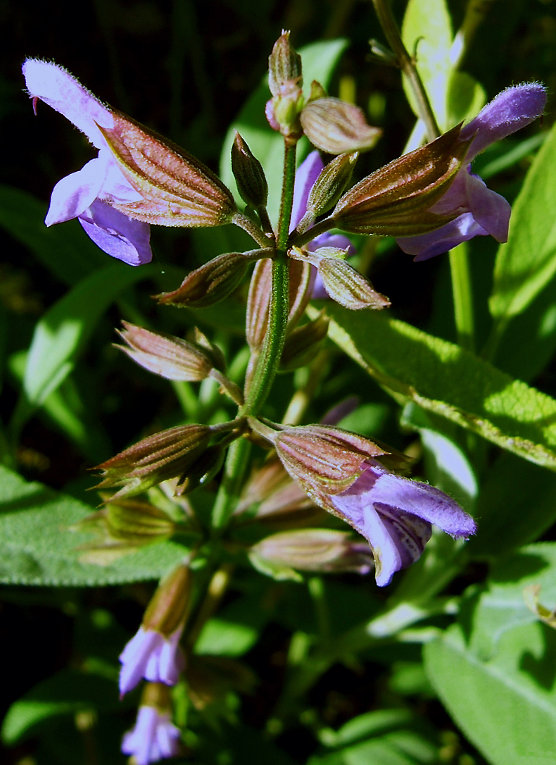 Echter Salbei Salvia officinalis Bienenroute